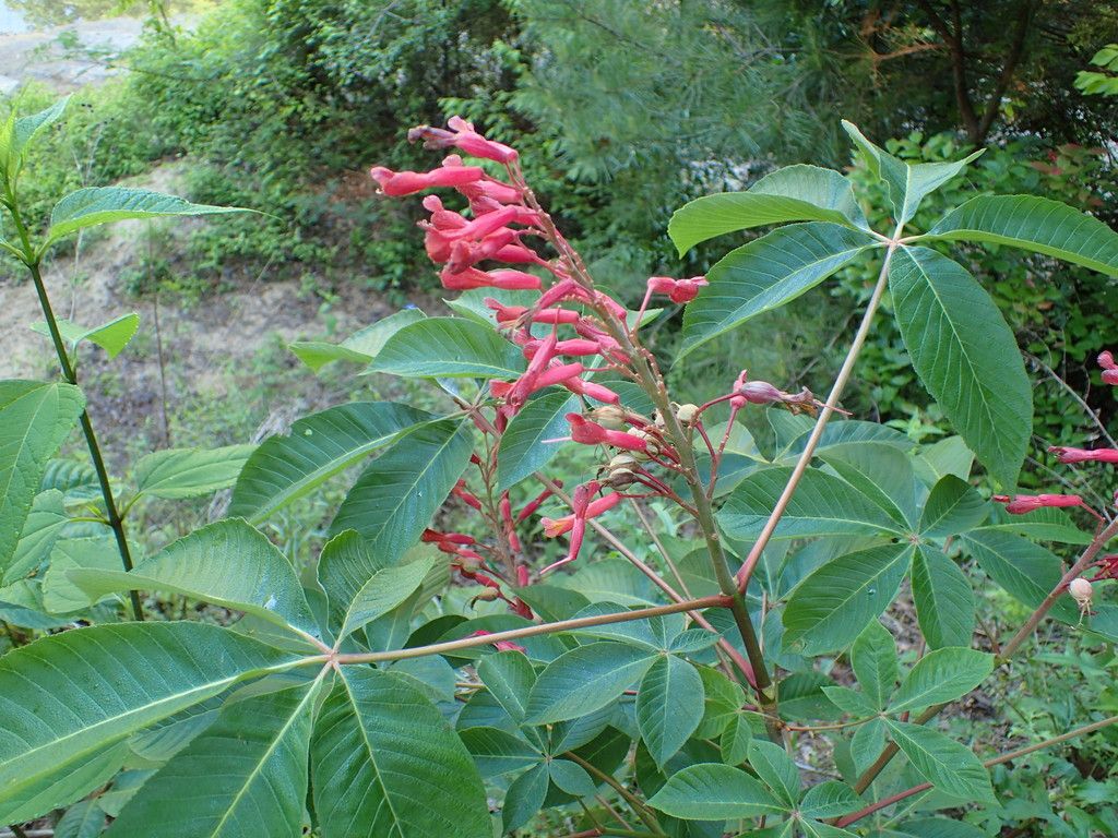 Red buckeye (Aesculus pavia)