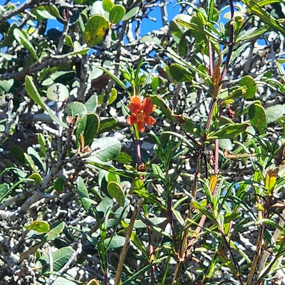 Red bush monkeyflower (Diplacus puniceus)