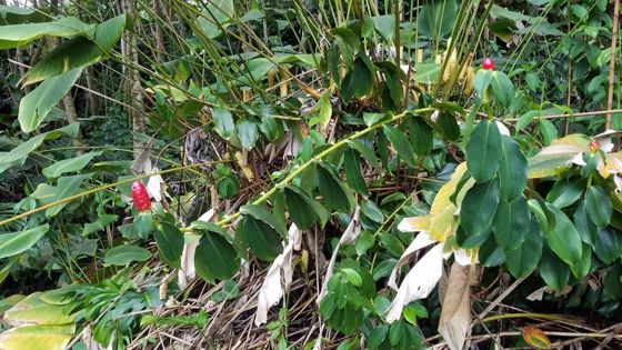 Red button ginger (Costus woodsonii)