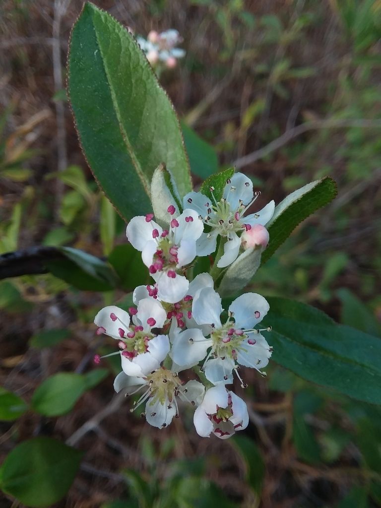 Red chokeberry (Aronia arbutifolia)