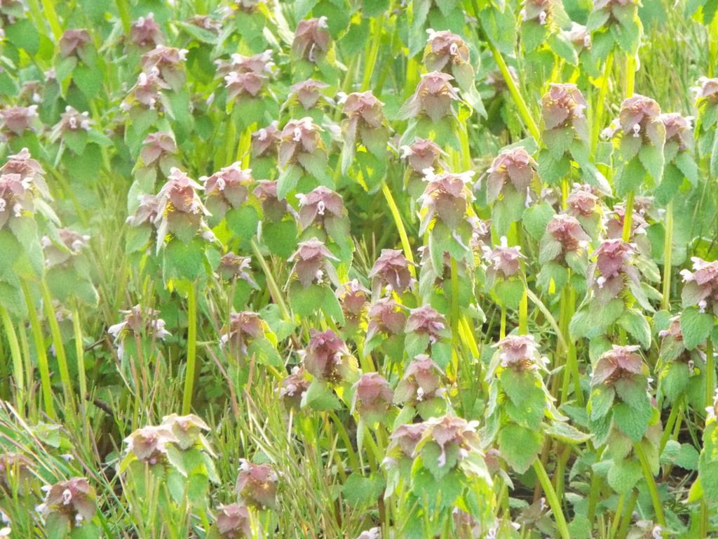 Red deadnettle (Lamium purpureum)