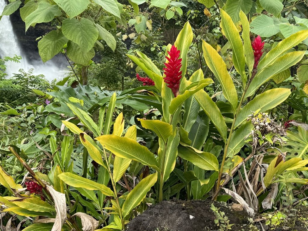 Red ginger (Alpinia purpurata)