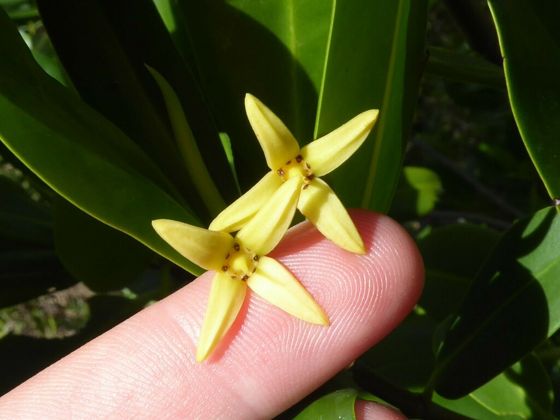 Red mangrove (Rhizophora mangle)