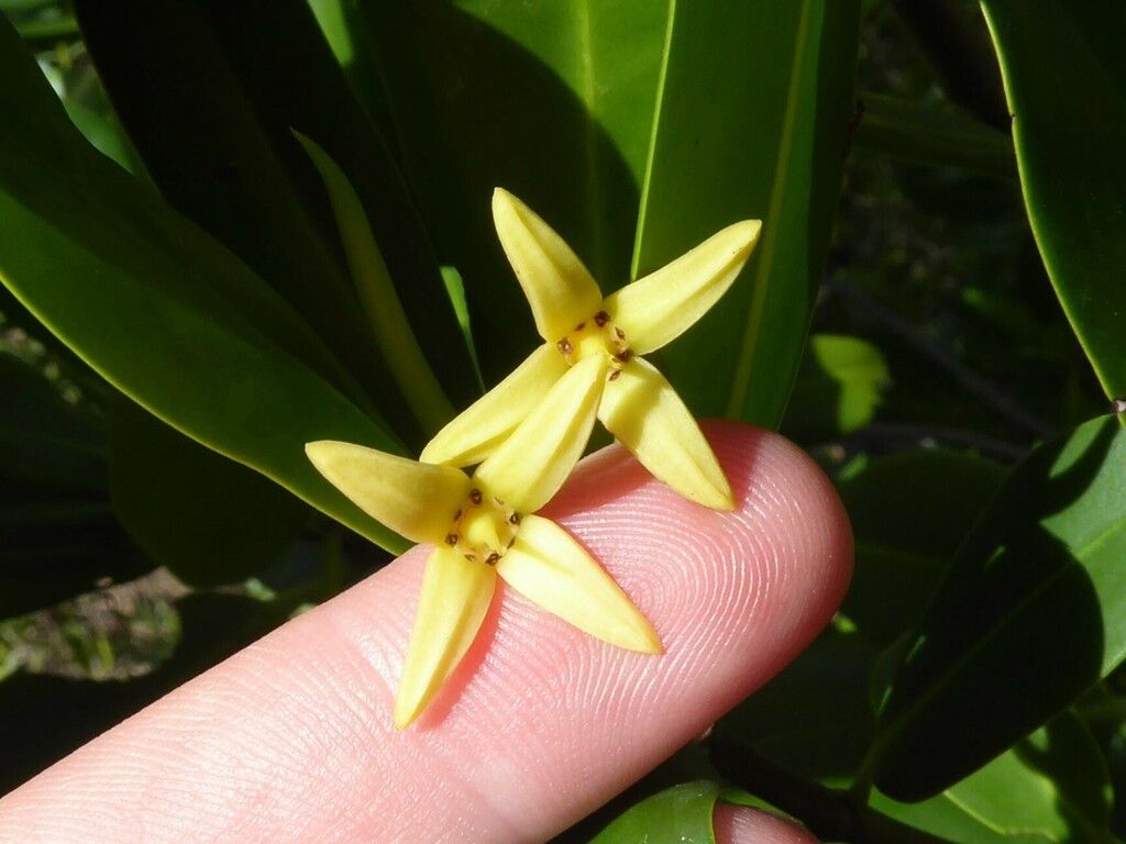 Red mangrove (Rhizophora mangle)