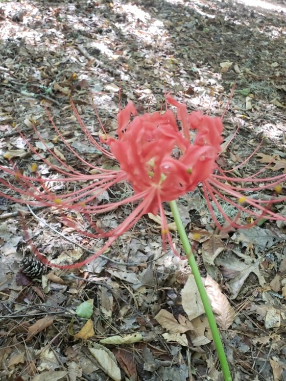 Red spider lily (Lycoris radiata)