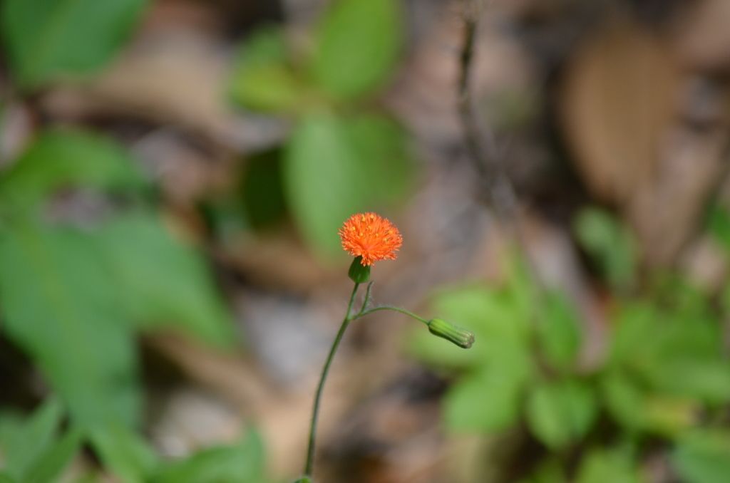 Red tasselflower (Emilia fosbergii)