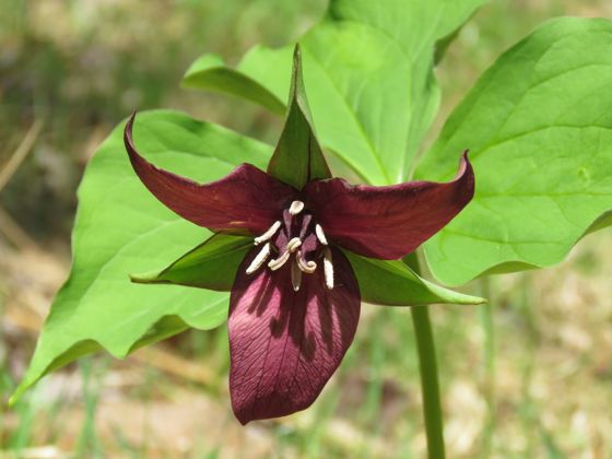 Red trillium (Trillium erectum)