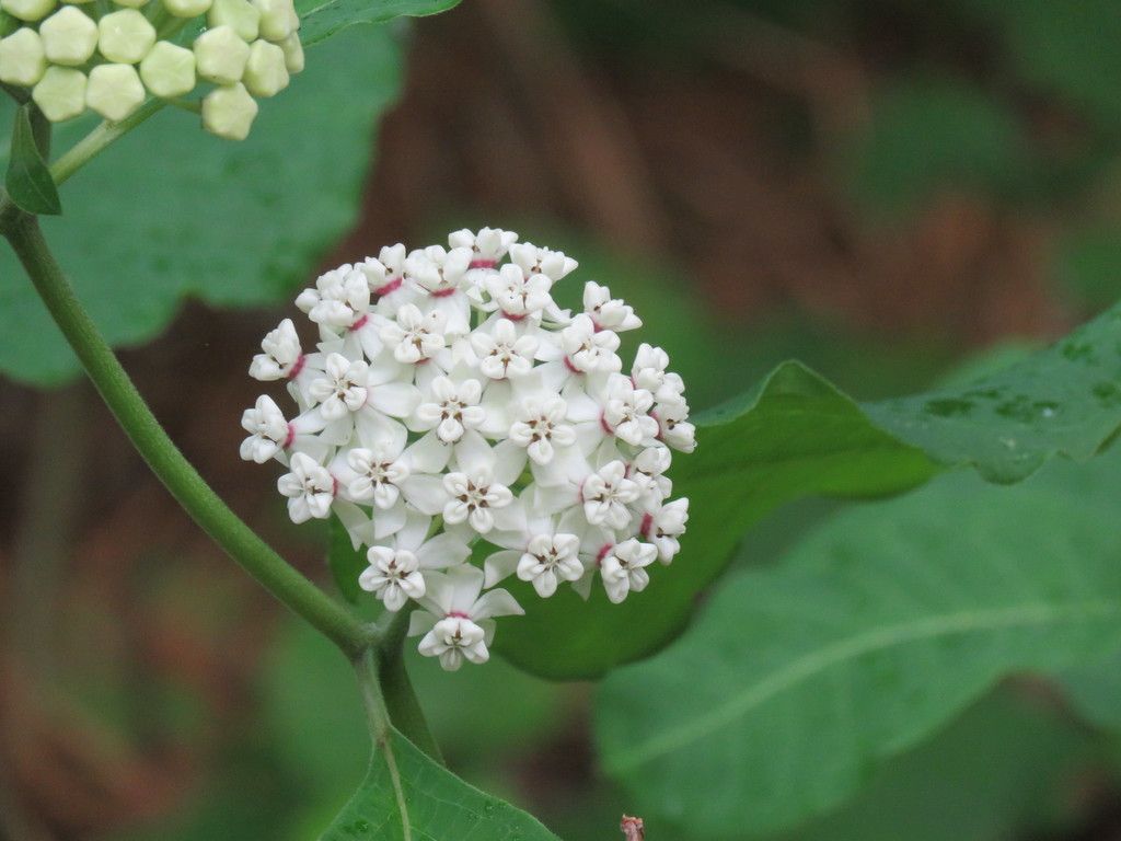 Redring milkweed (Asclepias variegata)