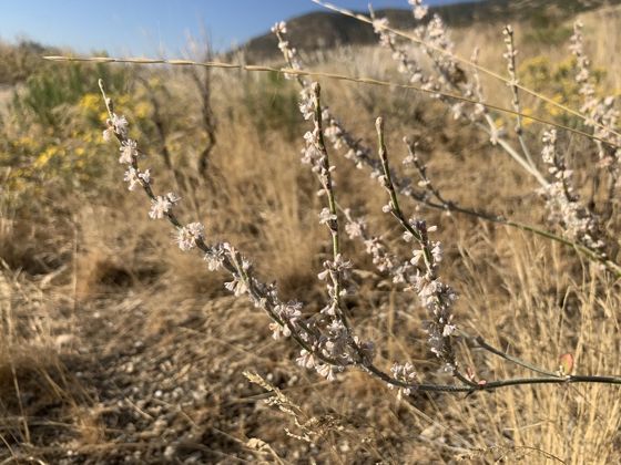 Redroot buckwheat (Eriogonum racemosum)