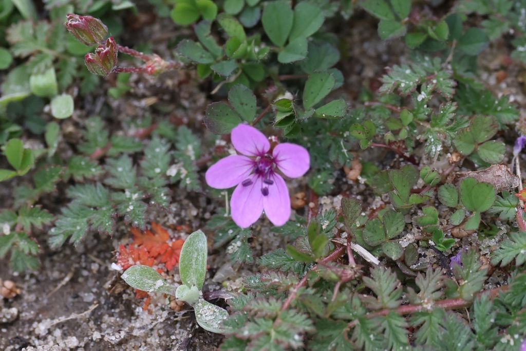 Redstem stork's-bill (Erodium cicutarium)