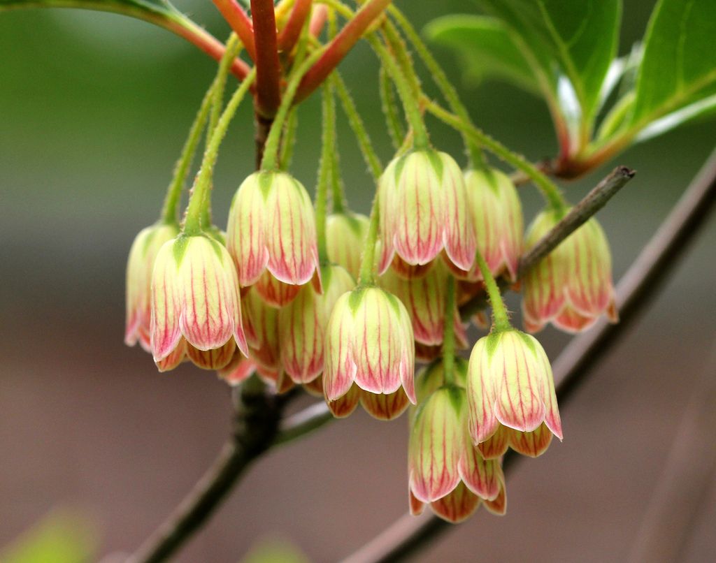 Redvein enkianthus (Enkianthus campanulatus)