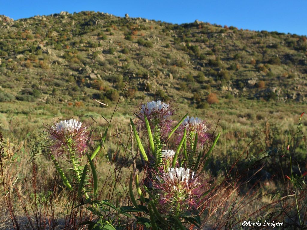 Redwhisker clammyweed (Polanisia dodecandra)