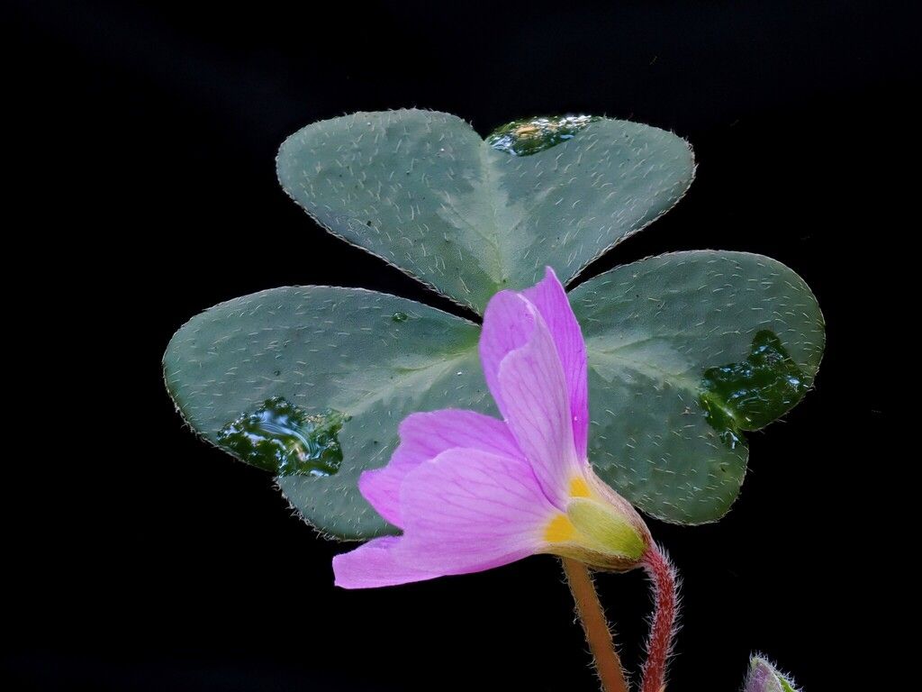 Redwood sorrel (Oxalis smalliana)