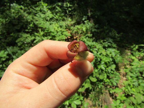 Reflexed wild ginger (Asarum reflexum)