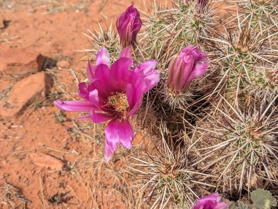 Relict hedgehog cactus (Echinocereus relictus)
