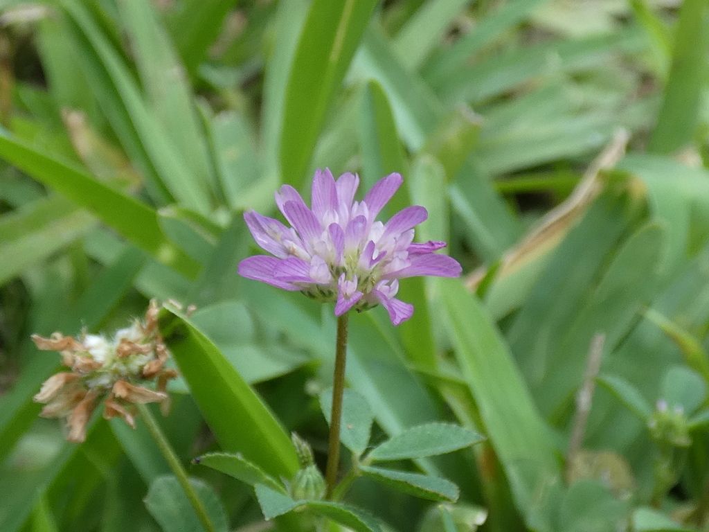 Reversed clover (Trifolium resupinatum)