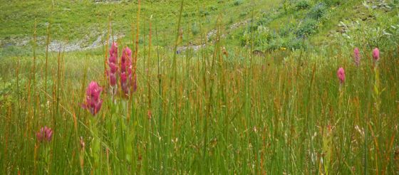 Rhexia-leaved paintbrush (Castilleja rhexiifolia)