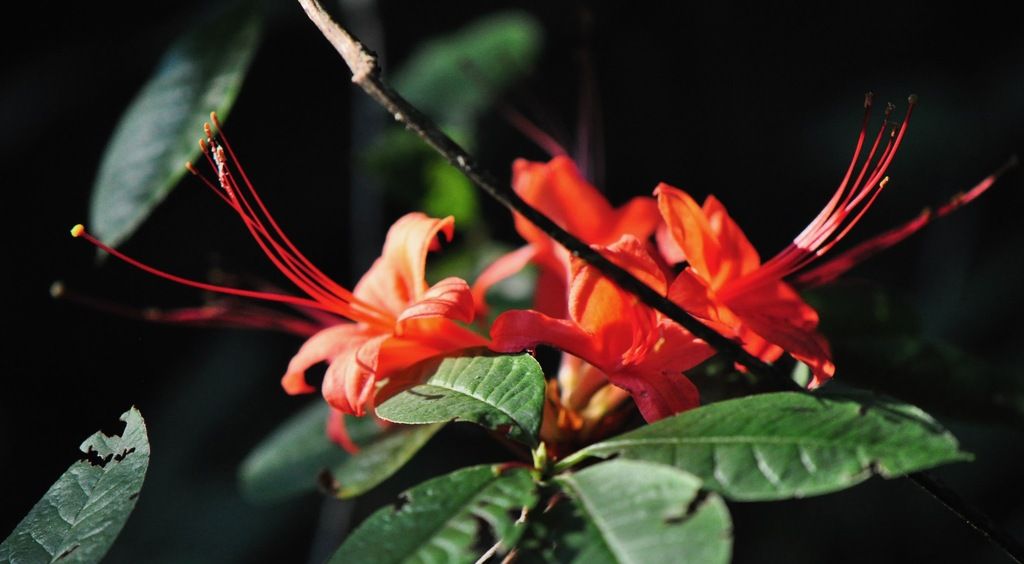 Rhododendrons and azaleas (Rhododendron)