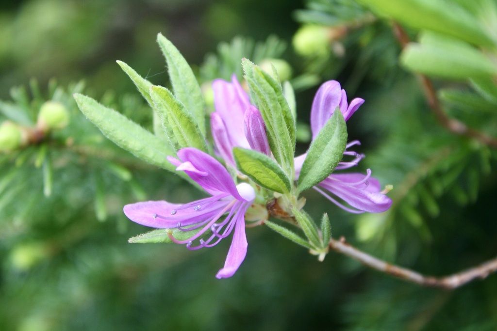 Rhodora (Rhododendron canadense)