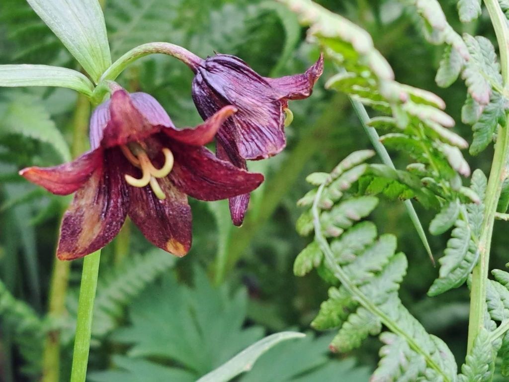 Rice root (Fritillaria camschatcensis)