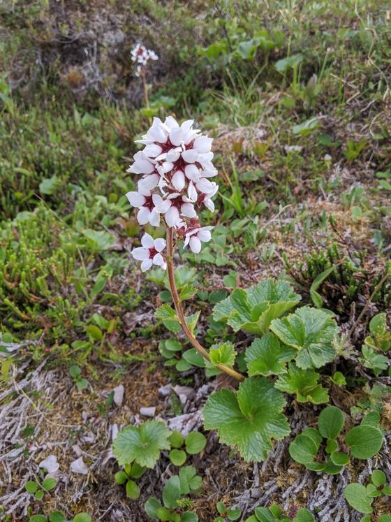Richardson's brookfoam (Boykinia richardsonii)
