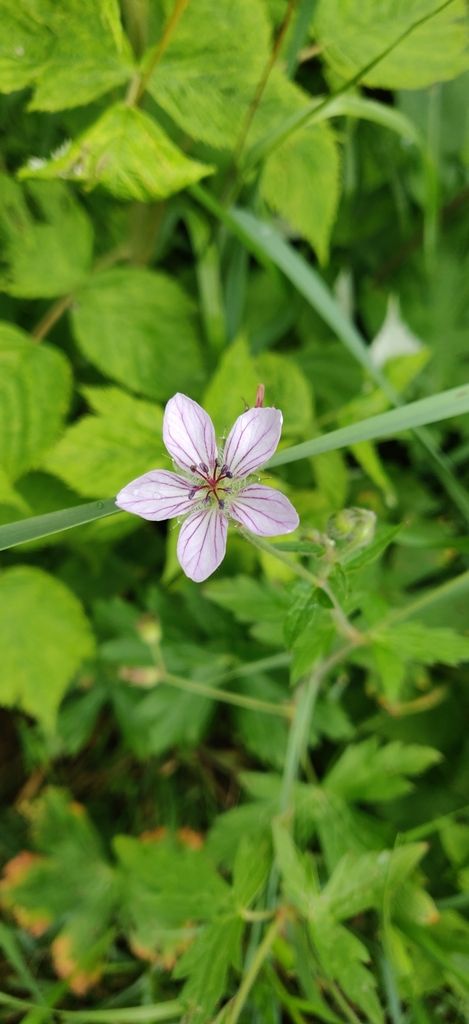 Richardson's geranium (Geranium richardsonii)