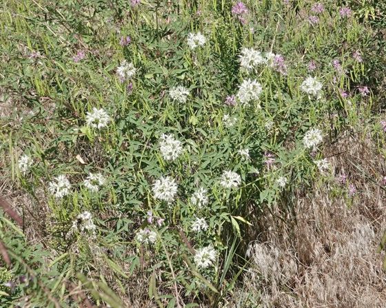 Rocky Mountain beeplant (Cleomella serrulata)