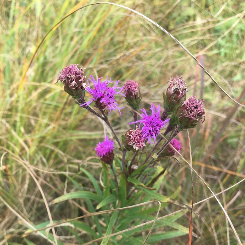Rocky Mountain blazing star (Liatris ligulistylis)