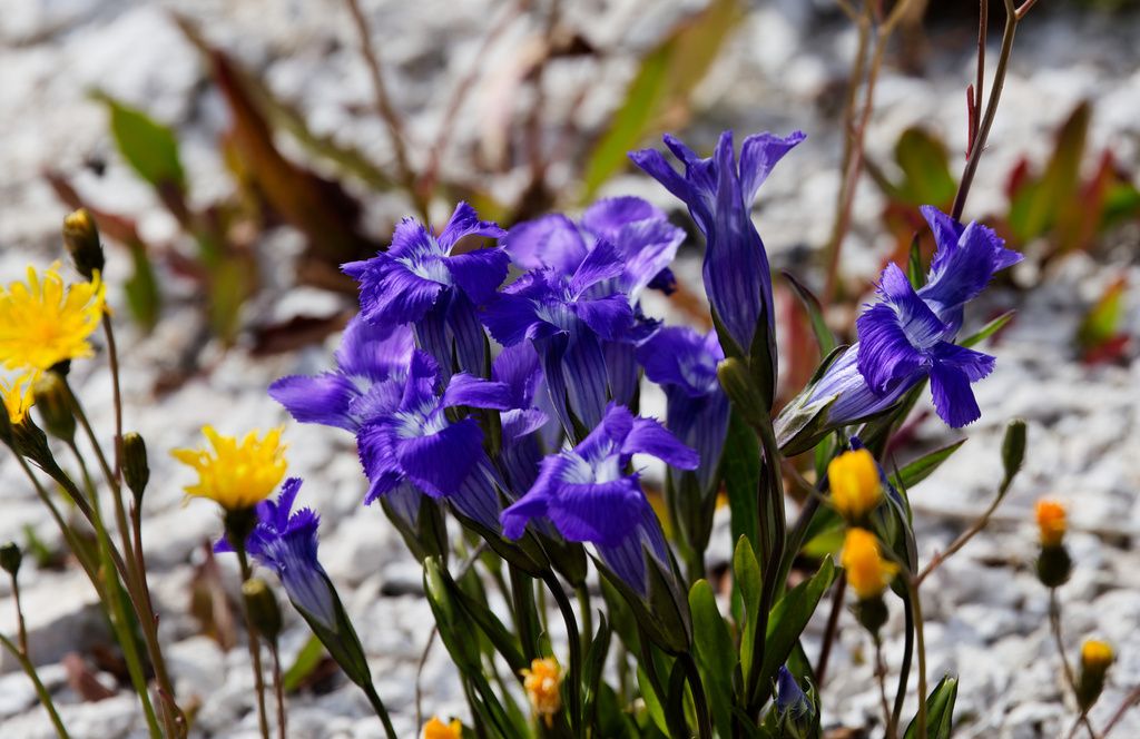Rocky Mountain fringed gentian (Gentianopsis thermalis)