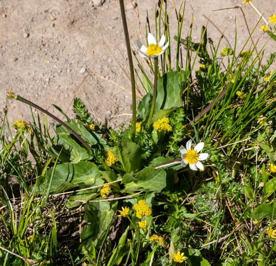Rocky mountain marsh-marigold (Caltha chionophila)