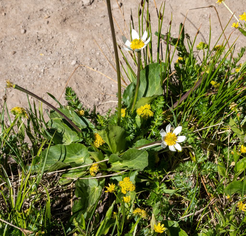 Rocky mountain marsh-marigold (Caltha chionophila)