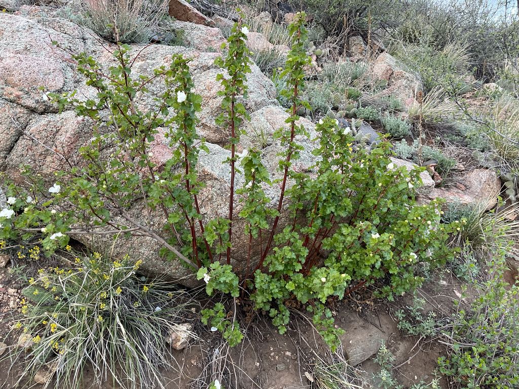 Rocky Mountain raspberry (Rubus deliciosus)
