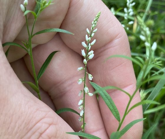 Rootbeer plant (Senega paniculata)