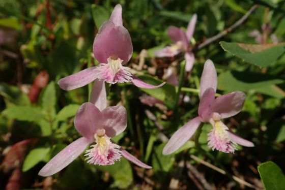 Rose pogonia (Pogonia ophioglossoides)