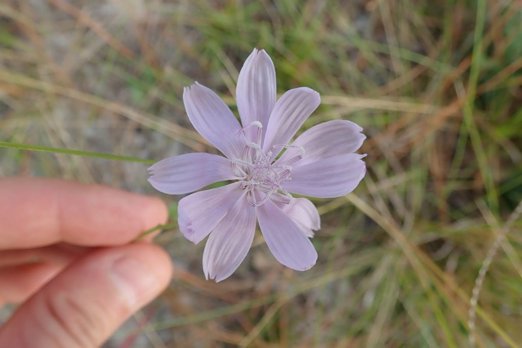 Rose rush (Lygodesmia aphylla)