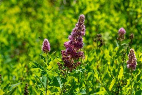 Rose spirea (Spiraea douglasii)