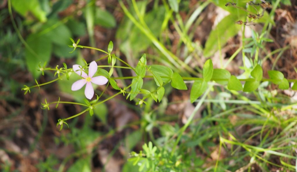 Rosepink (Sabatia angularis)