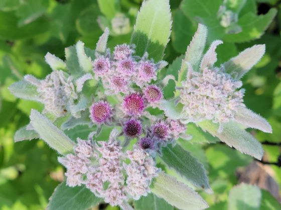 Rosy camphorweed (Pluchea baccharis)