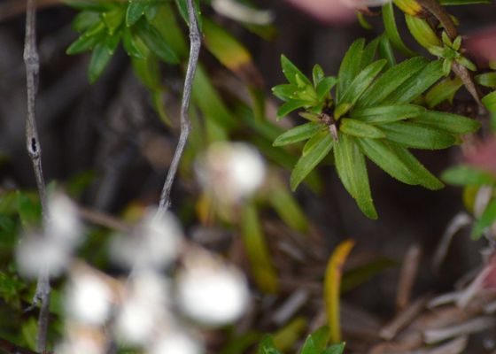 Rough dubautia (Dubautia scabra)
