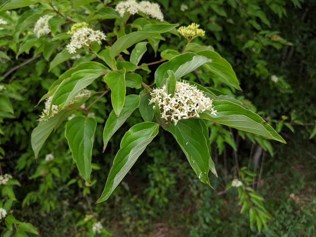 Roughleaf dogwood (Cornus drummondii)