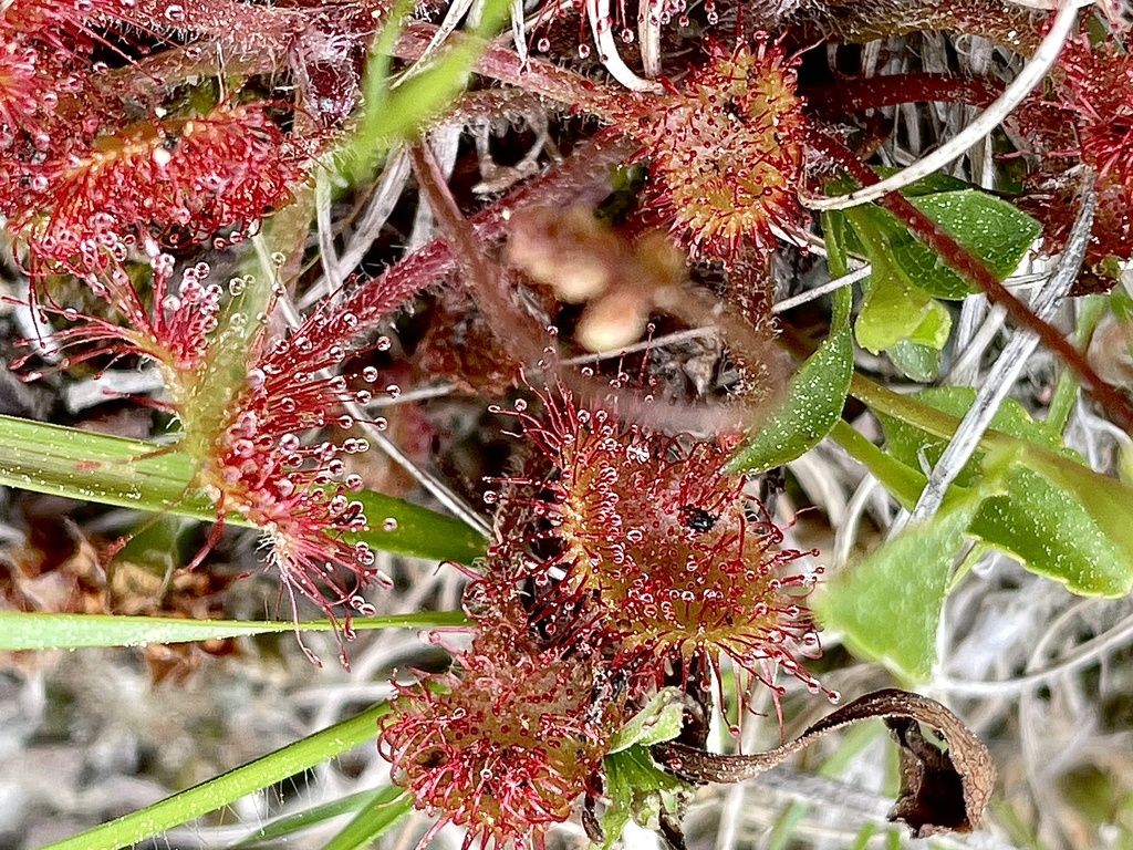 Round-leaved sundew (Drosera rotundifolia)