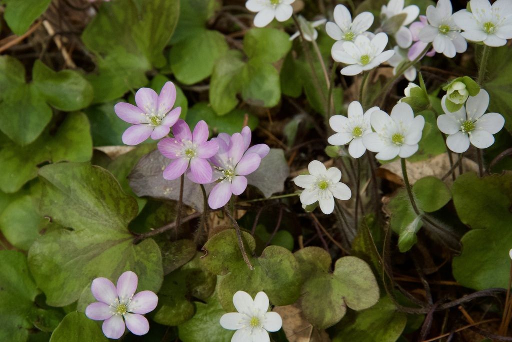 Round-lobed hepatica (Hepatica americana)
