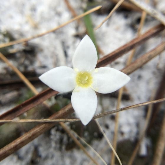 Roundleaf bluet (Houstonia procumbens)