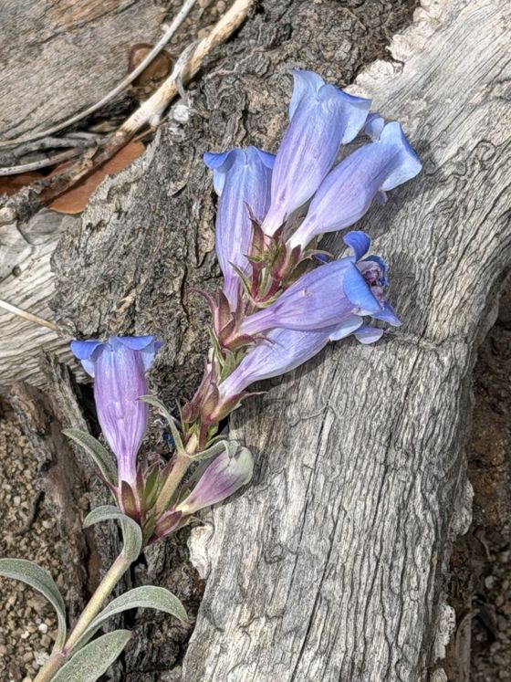 Royal beardtongue (Penstemon speciosus)