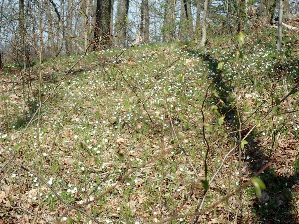 Rue anemone (Thalictrum thalictroides)