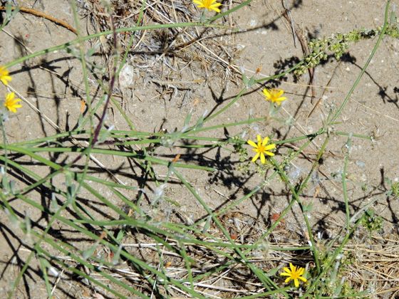 Rush skeletonweed (Chondrilla juncea)