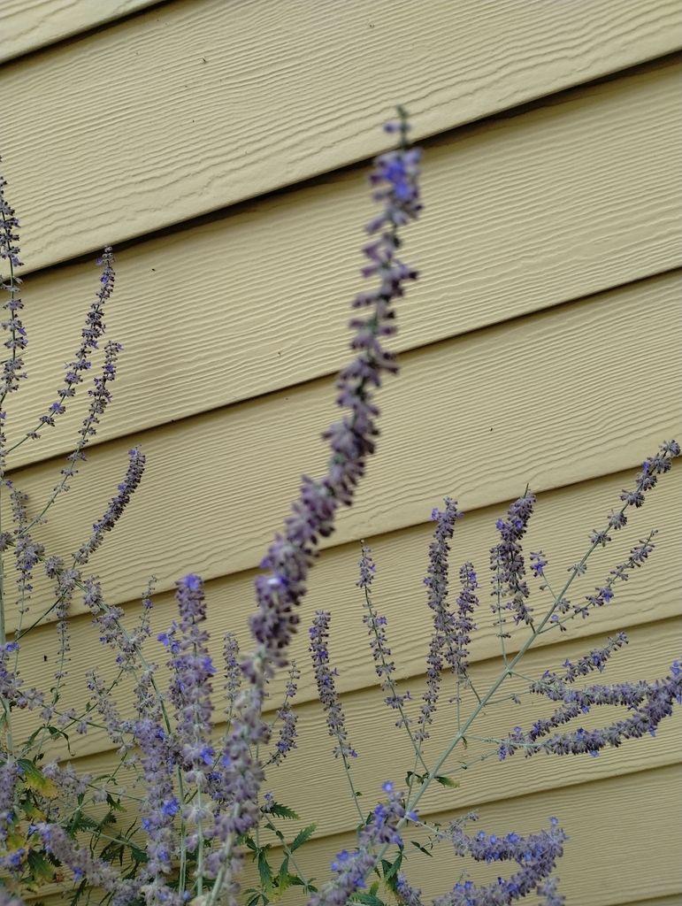 Russian sage (Salvia yangii)