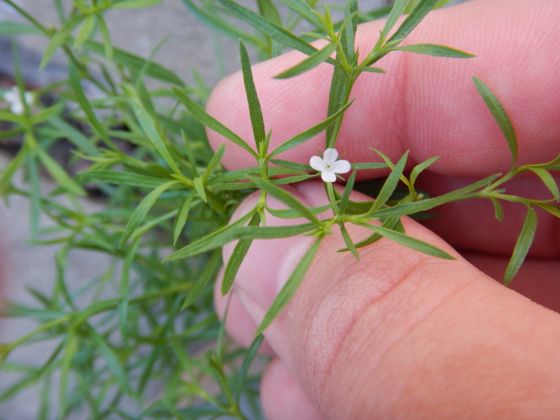 Rust weed (Polypremum procumbens)