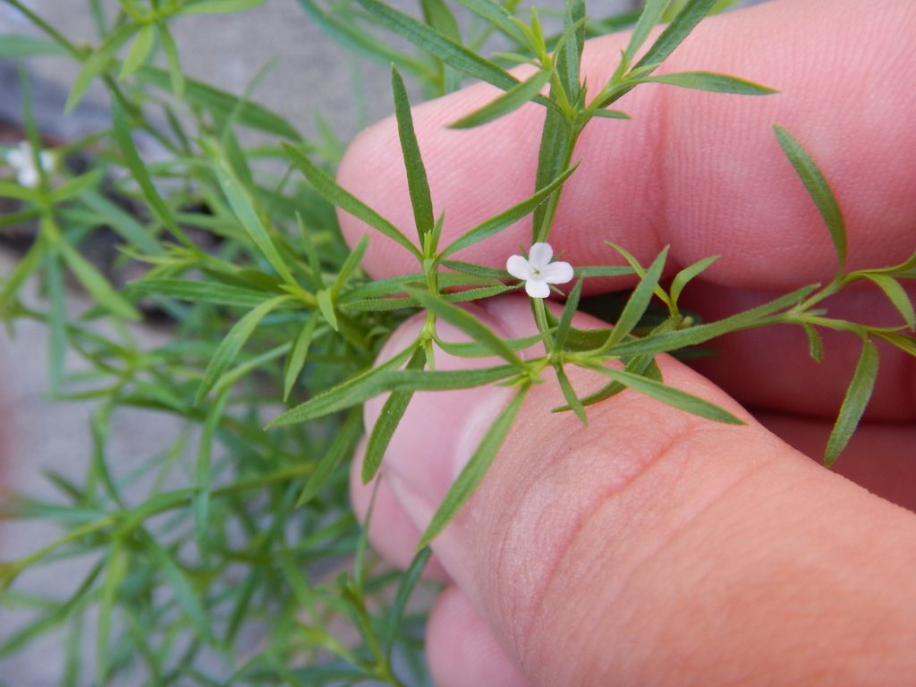 Rust weed (Polypremum procumbens)