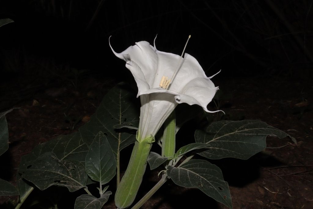 Sacred datura (Datura wrightii)